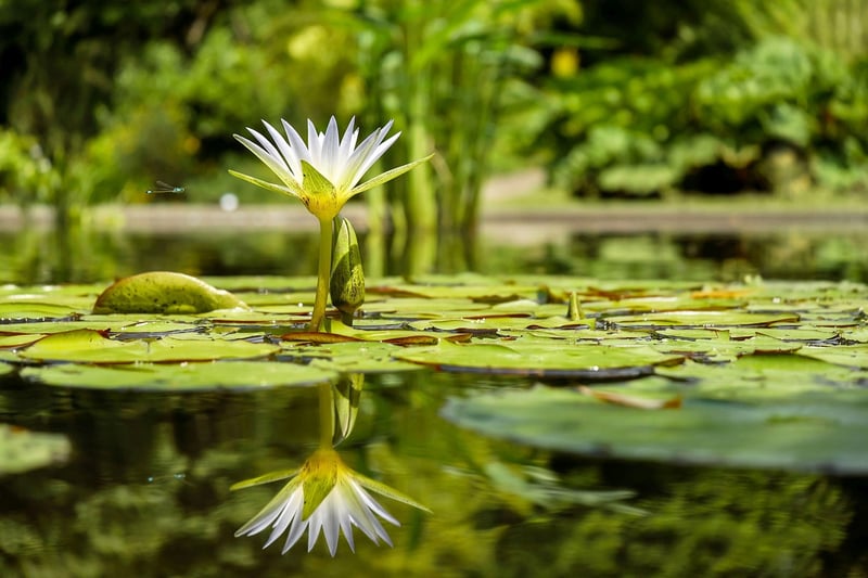 Moonlit Lily