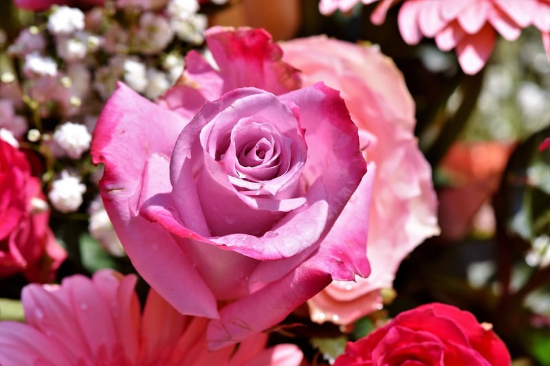Unicorn Rose Bush